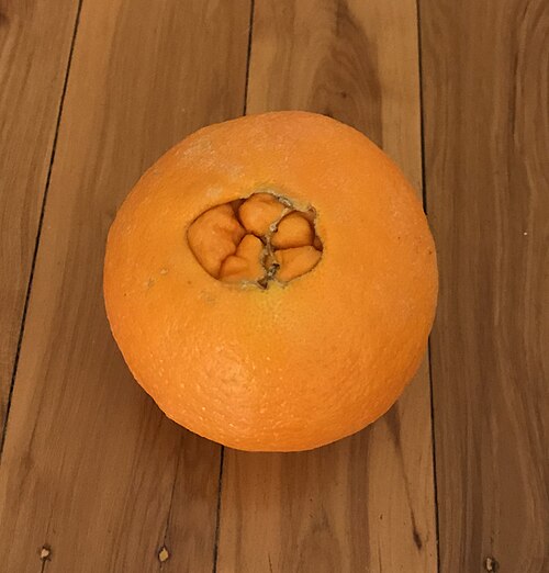 峨眉脐橙